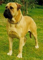 Aust. CH Weilhana Lord Brutus - Owned by B & K Marion