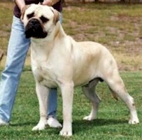 Aust. Grand CH Oldworld Sampson - Owned by J Sellars