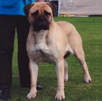 Aust/NZ CH Kugel Saucy Spice (Imp. NZ) - Owned by J Sellars