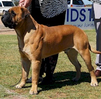 Aust. CH Soloshel Midnite Nitros - Owned by B Dawson