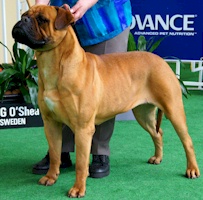 Aust. CH Bullmighty Take Me Dancin' Owned by B Dawson