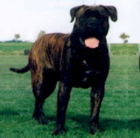 Aust. Grand CH Powerbulmas Pezaz Obargo - Owned by P & N Abela