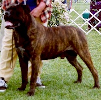 Aust. Grand CH Powerbulmas Pezaz Obargo - Owned by P & N Abela