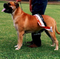 Aust. CH Bullvalour Jack The Ripa - Owned by P & N Spice & J & R Klok