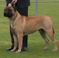 Aust. CH Bullvalour Jack's Pryde - Owned by N & S Lofthouse