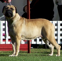 Aust. CH Gameguard Quince - Owned by M Edwards