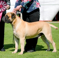 Aust. Sup CH Nightquest Rose Of England - Owned by M Edwards