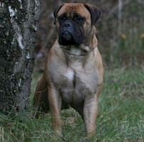 Kugel bullmastiffs sales